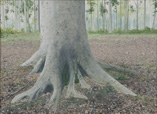 Beukenstam - Beech Trunk