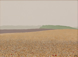 Tarweveld - Wheat Field